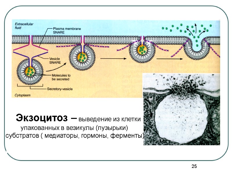 25    Экзоцитоз – выведение из клетки  упакованных в везикулы (пузырьки)